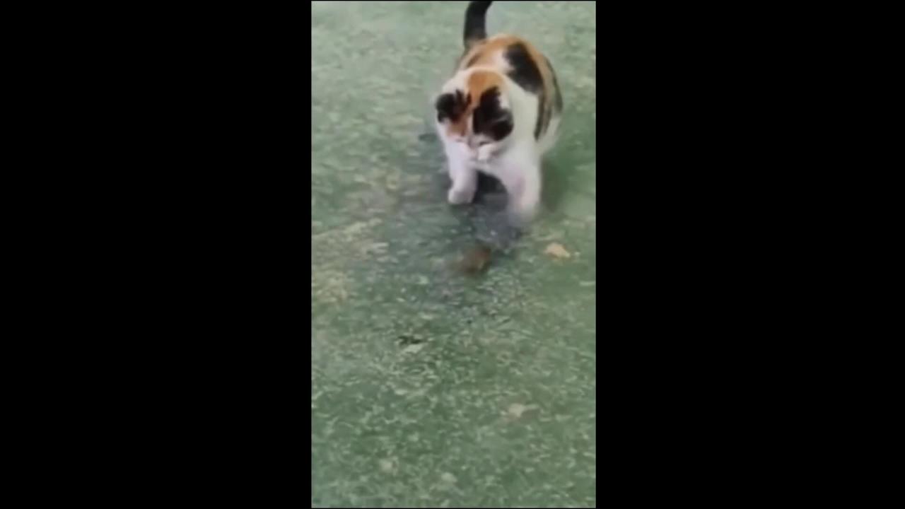 Funny animals cat dog