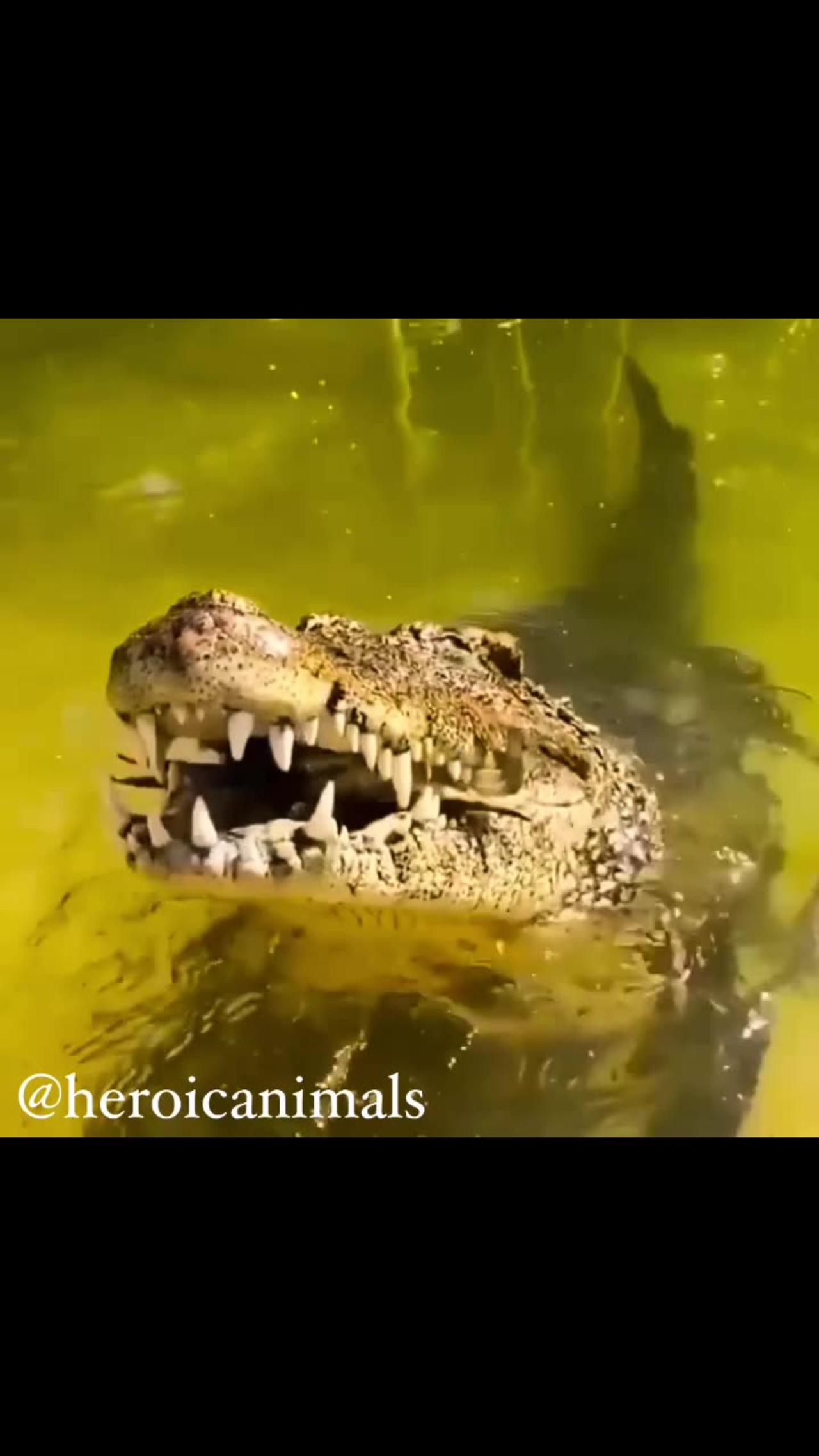Crocodile smashes crab 🦀