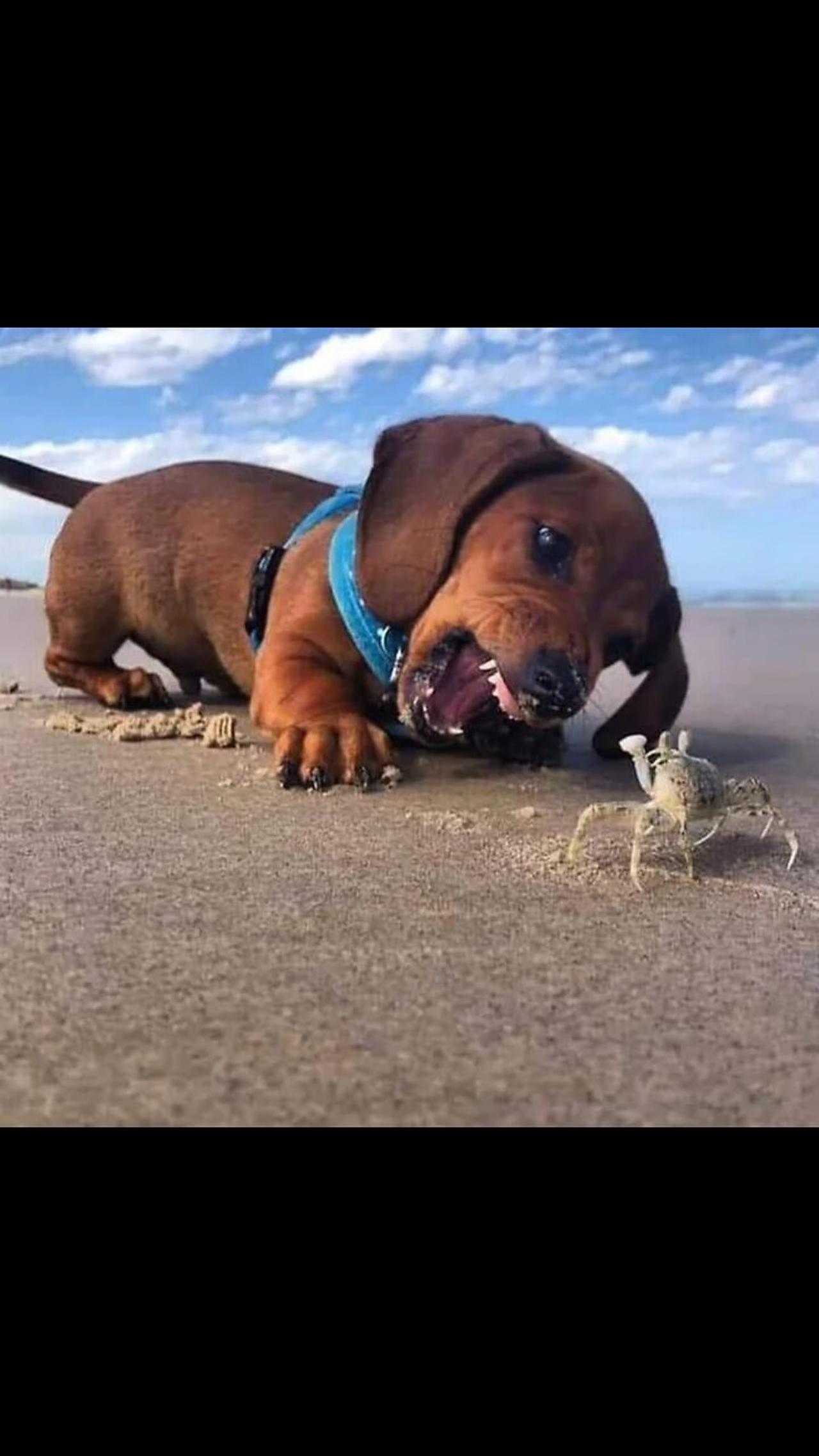 "Hot Moments With Dogs: When They Play With Crabs".