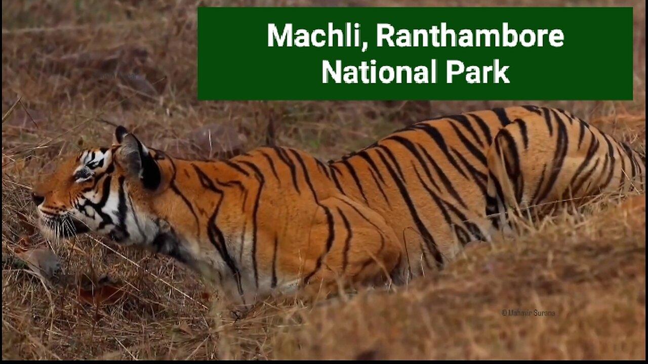 The Iconic Tigers Of India ( Pench Tiger Reserve )