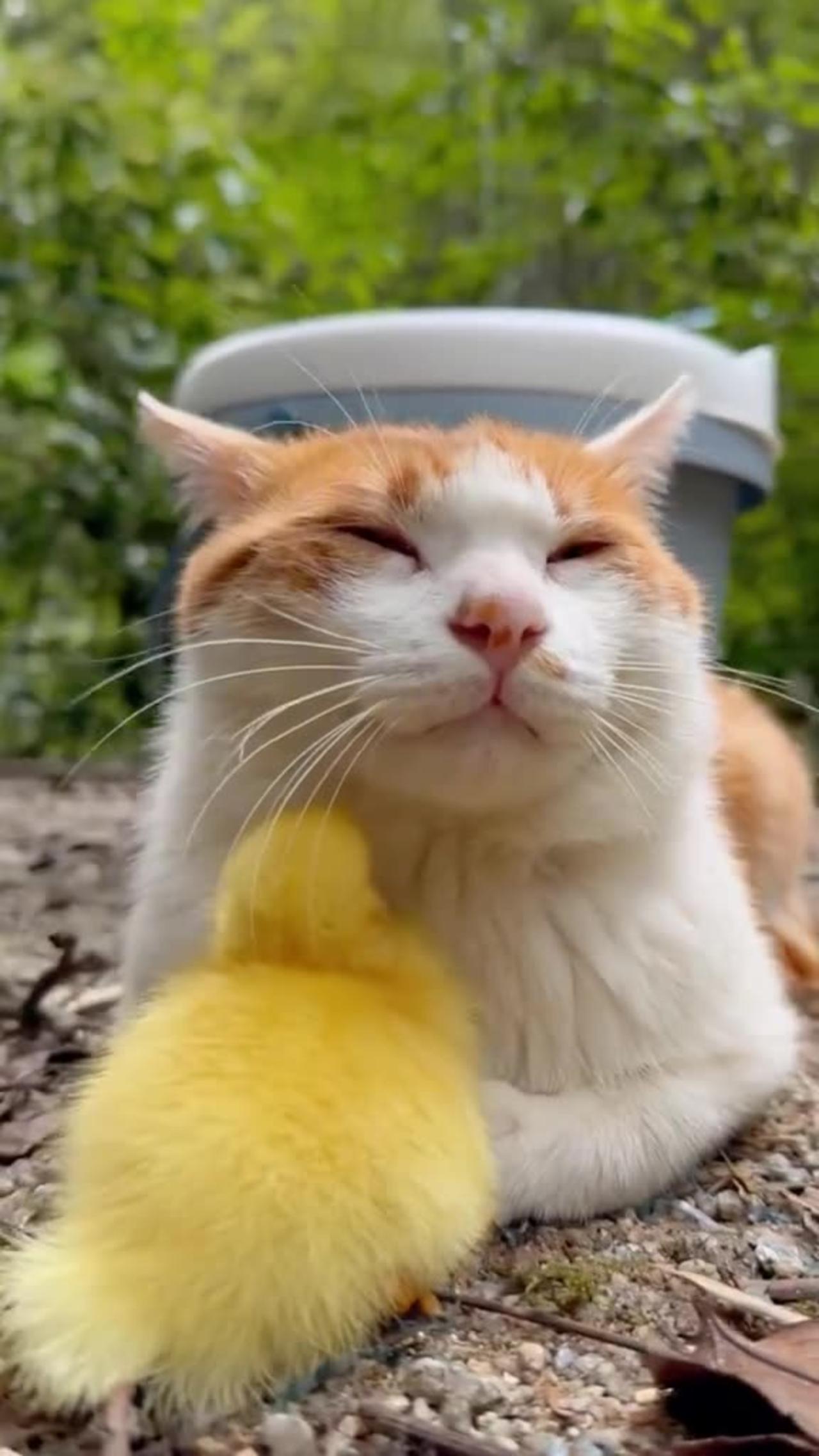 They are best friends cat and duck