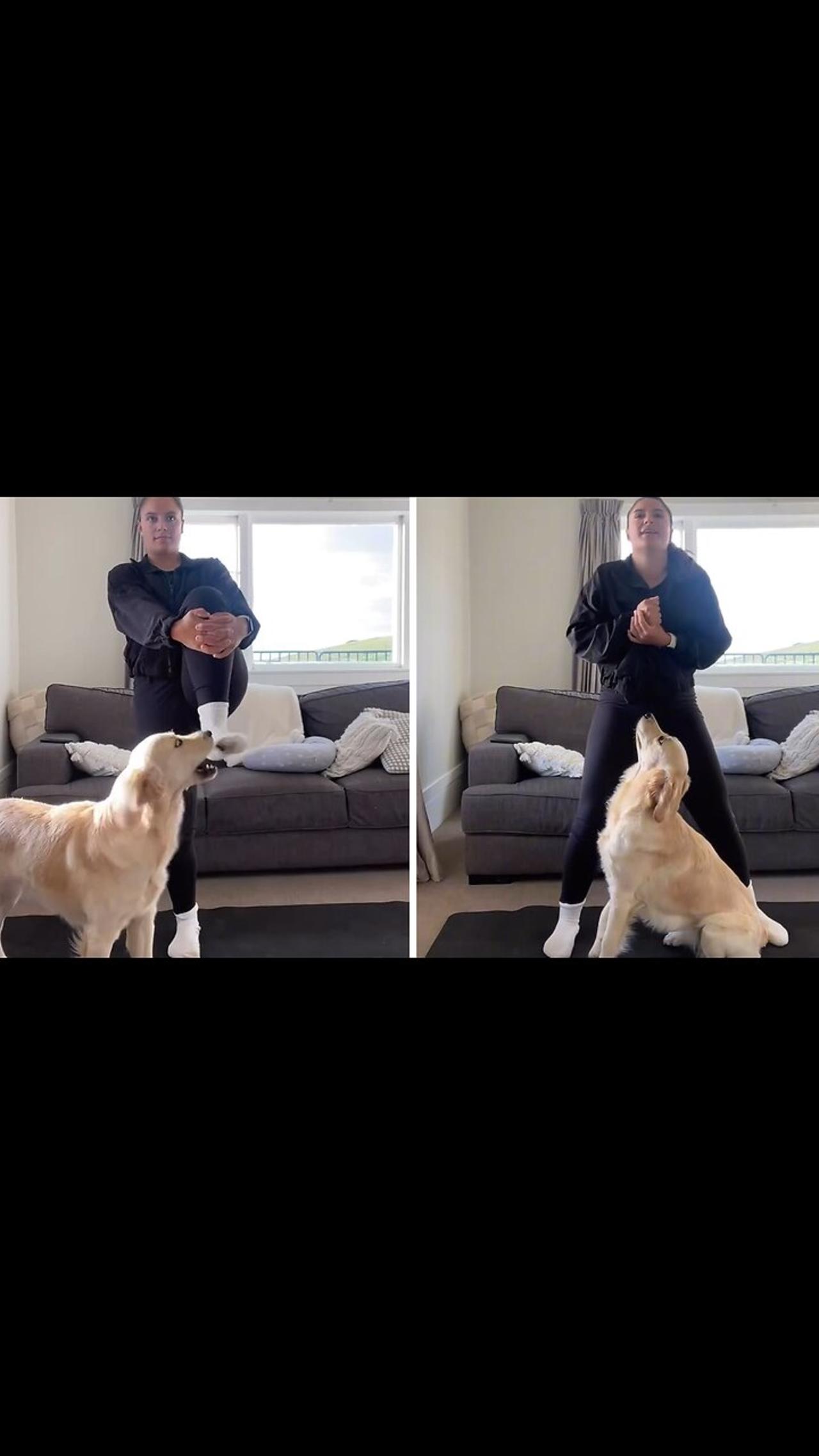 Home workouts with a Golden Retriever are hilariously impossible