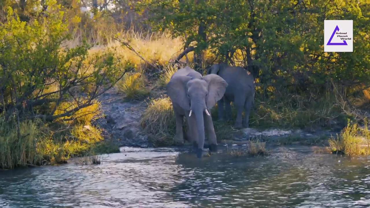 elephant having fun | Elephant video | Animal Planet World Video