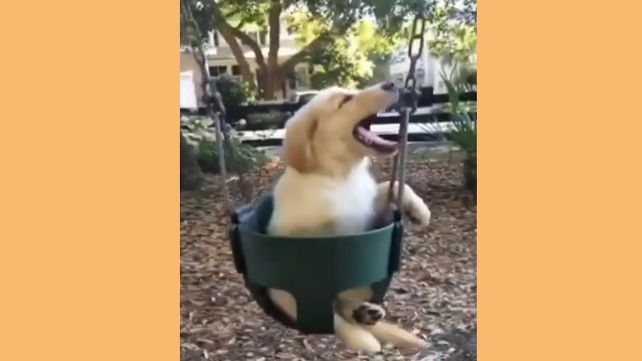 Funny And Cute Animal Videos Compilation