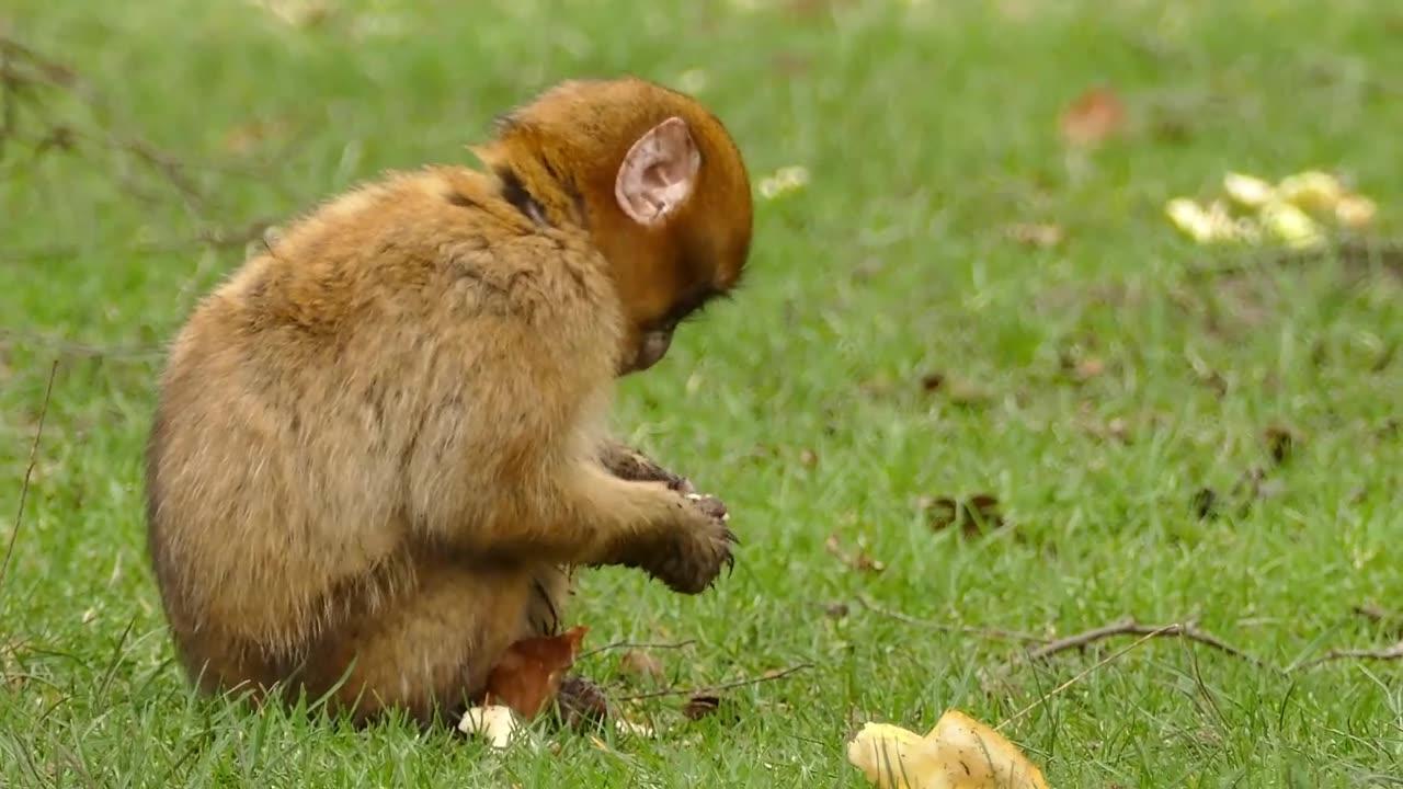 Monkey Eating Funny Wild Animal Video #animals #funny #comedy