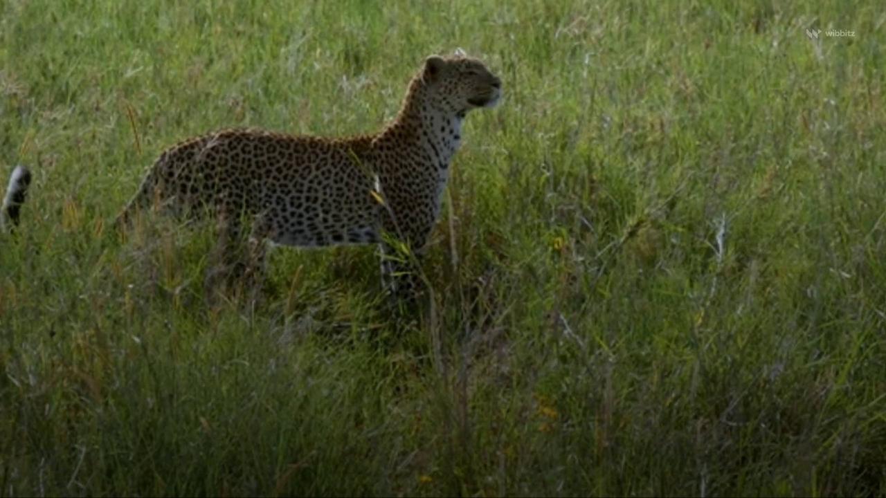 UN Warns Global Wildlife Crime Driving Global Extinctions