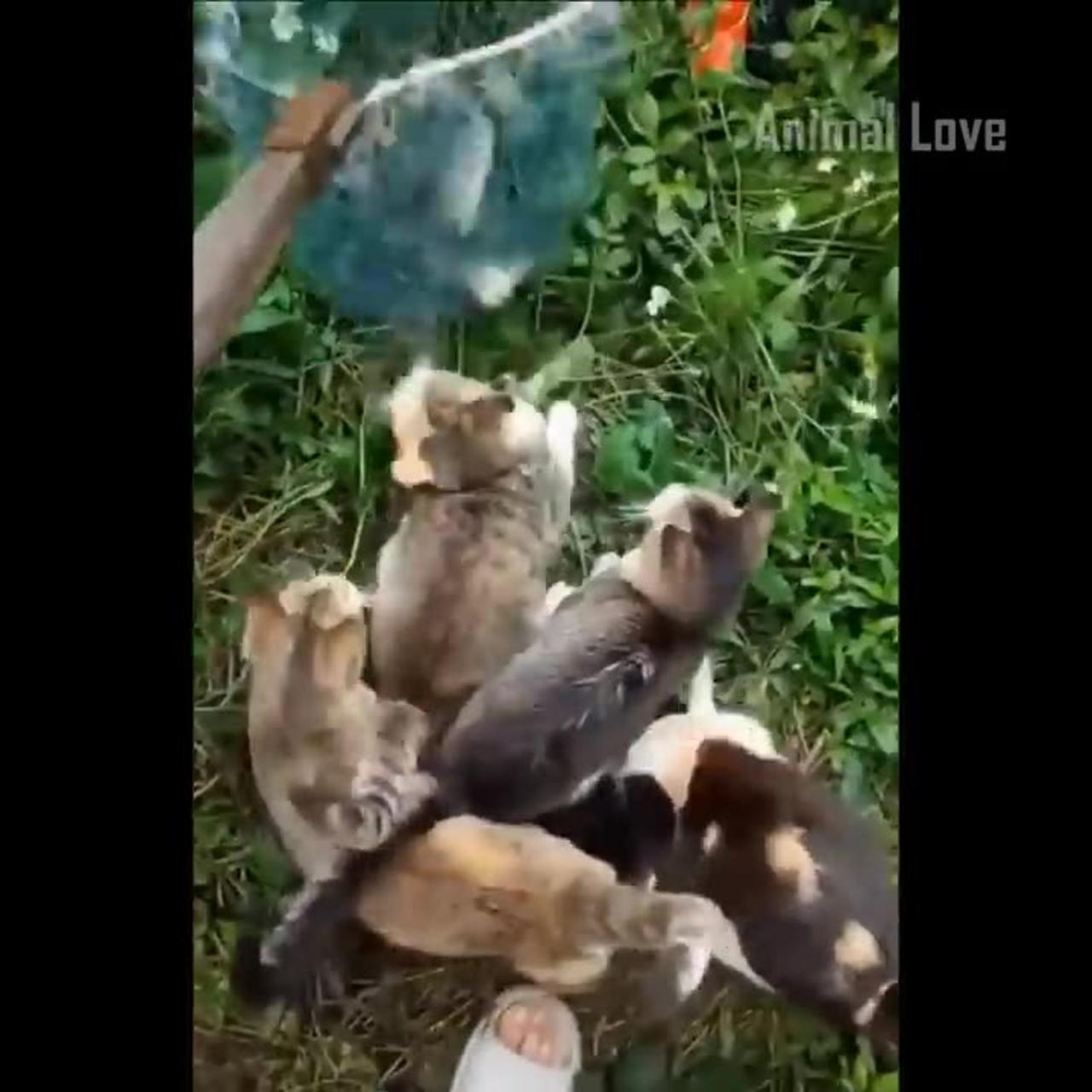 Funny Dogs And Cats Videos 2024 😅