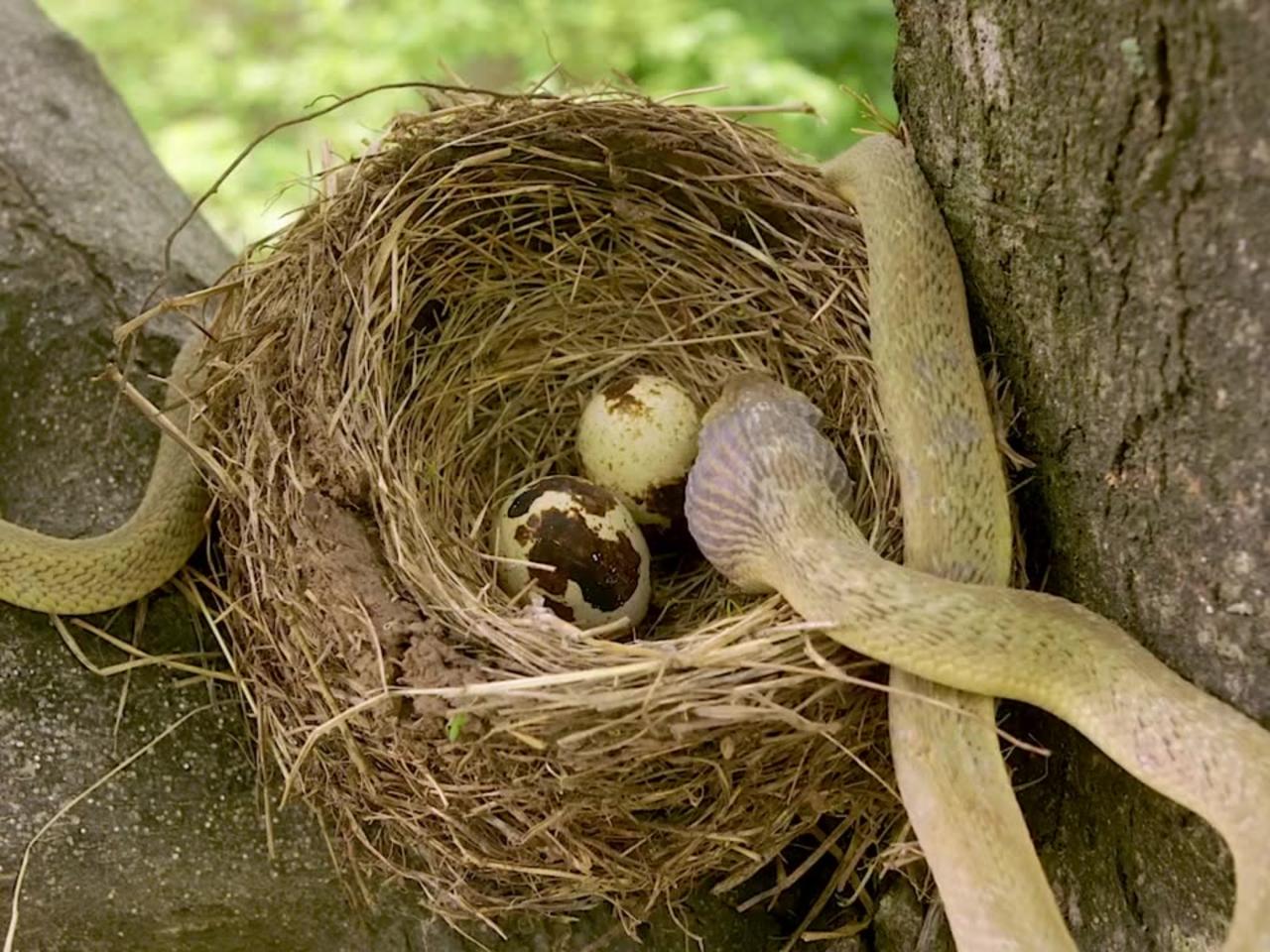 Snake Eating  Egg