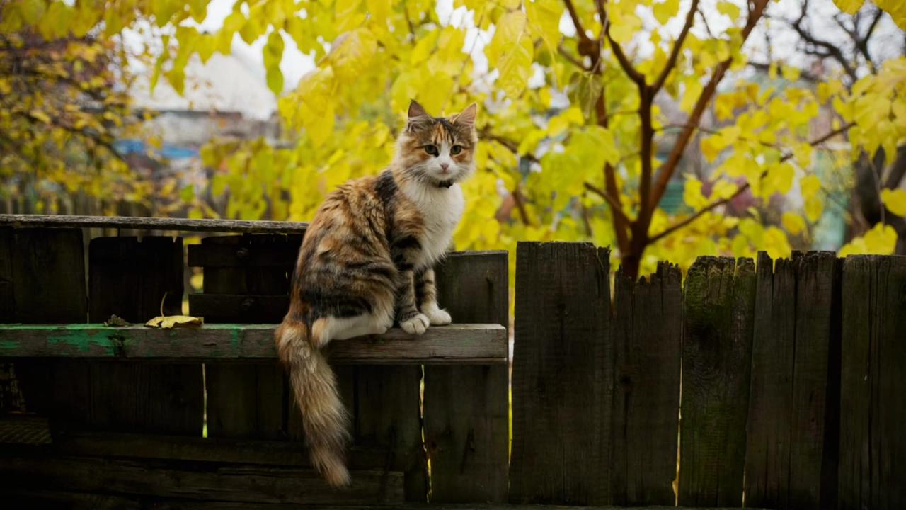 The unique cute cat 😺