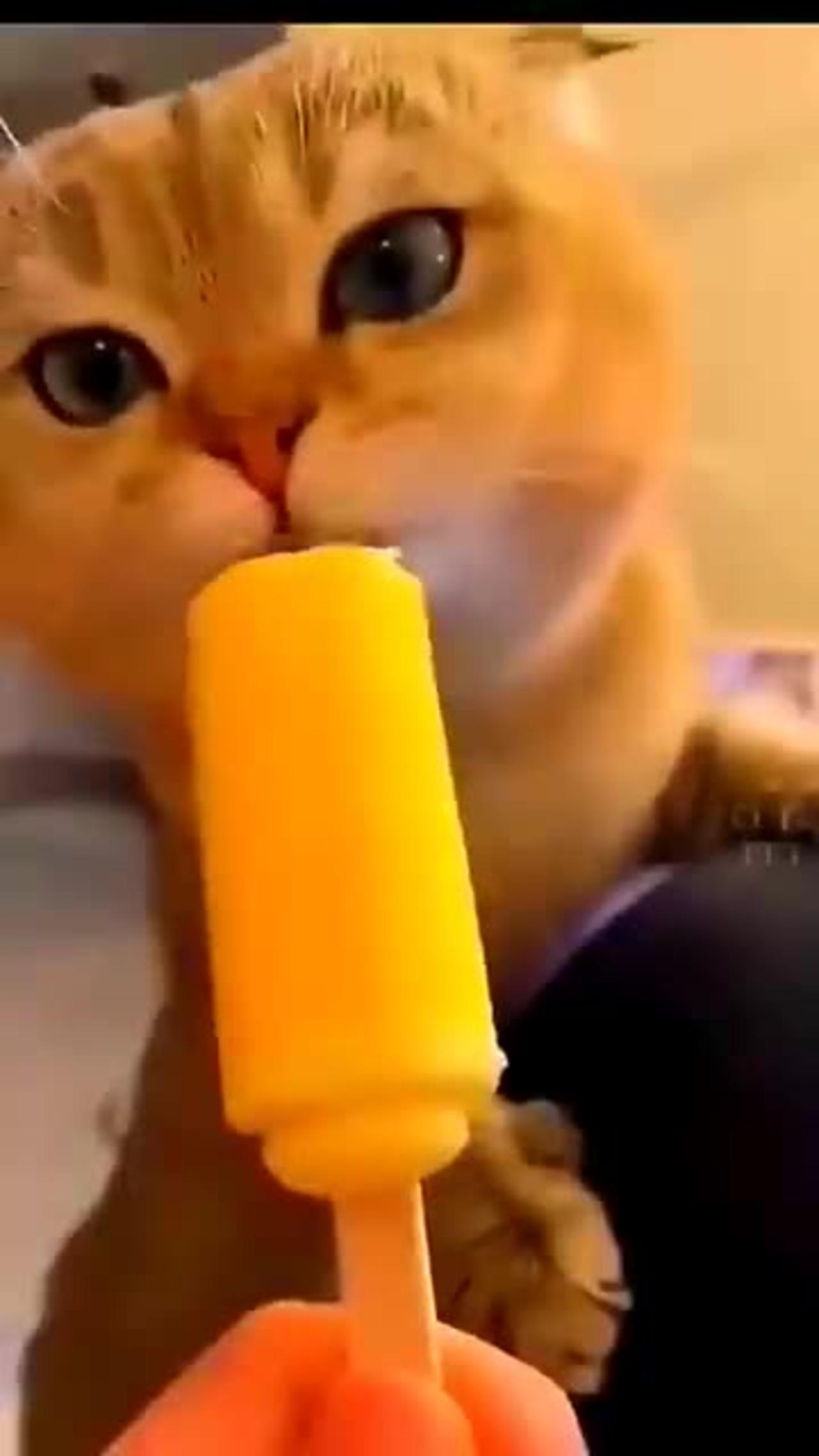 Cute and funny animal video 😹 must watch 👀👀
