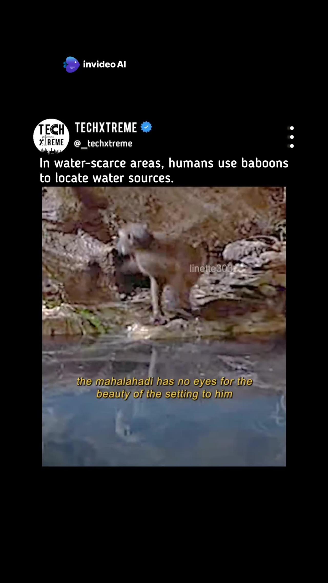 Water Whisperer: Meet The Baboon And Human Duo They Can Find Water Anywhere