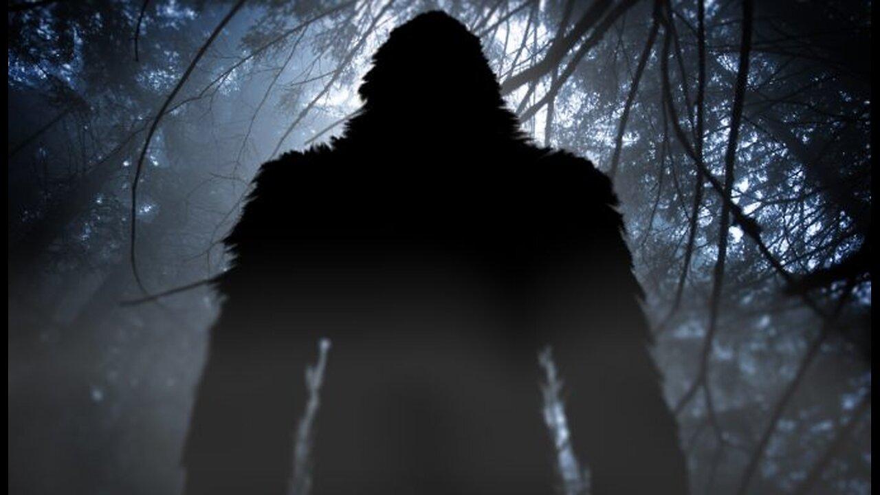 The Bigfoot of the Woods