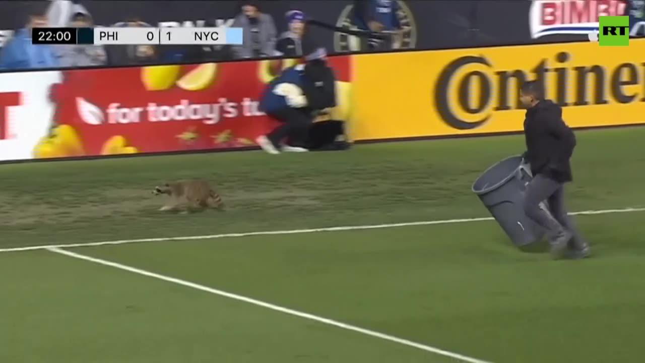 Racoon outruns MLS stars