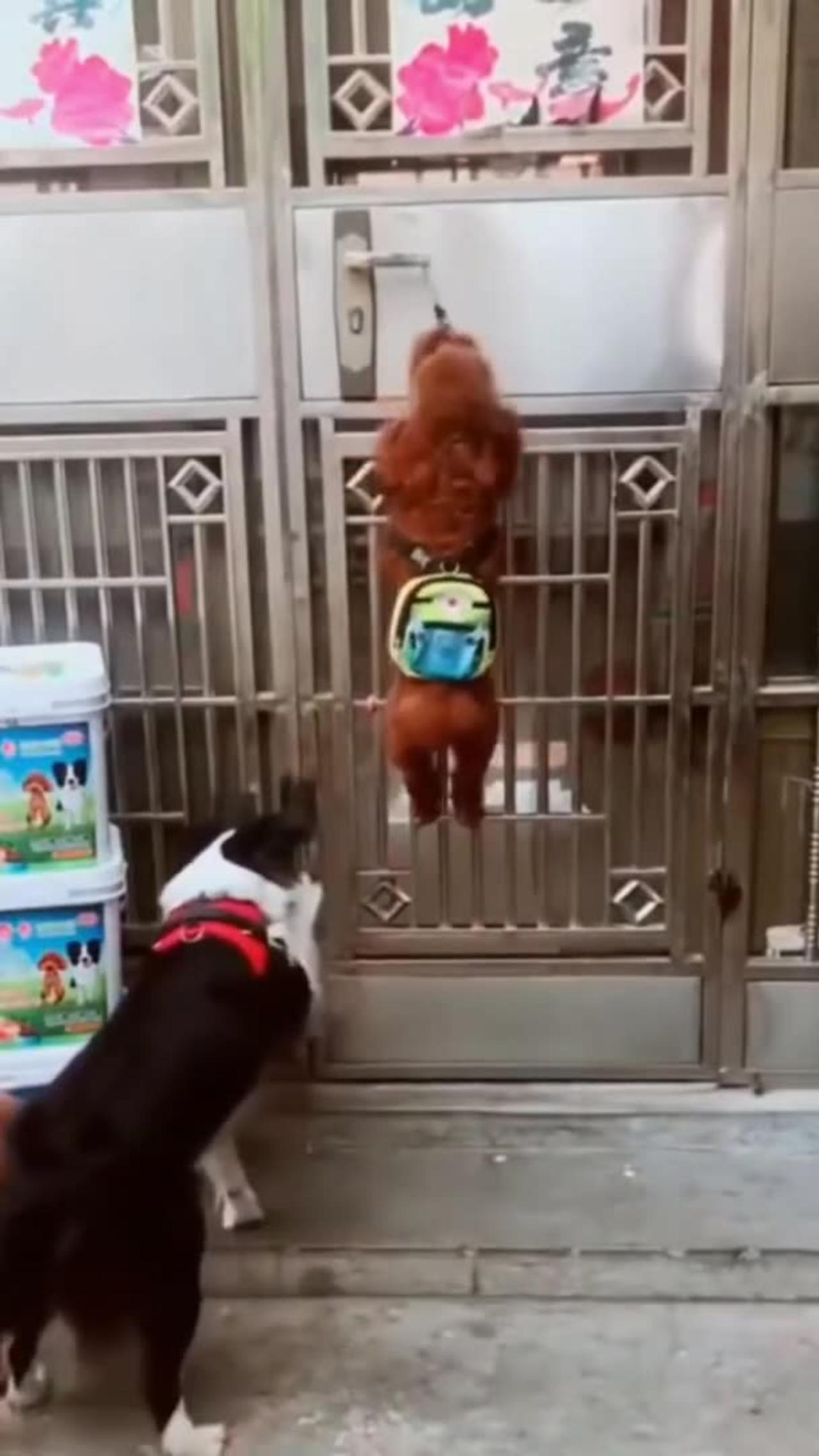 Funny Dogs Enjoying