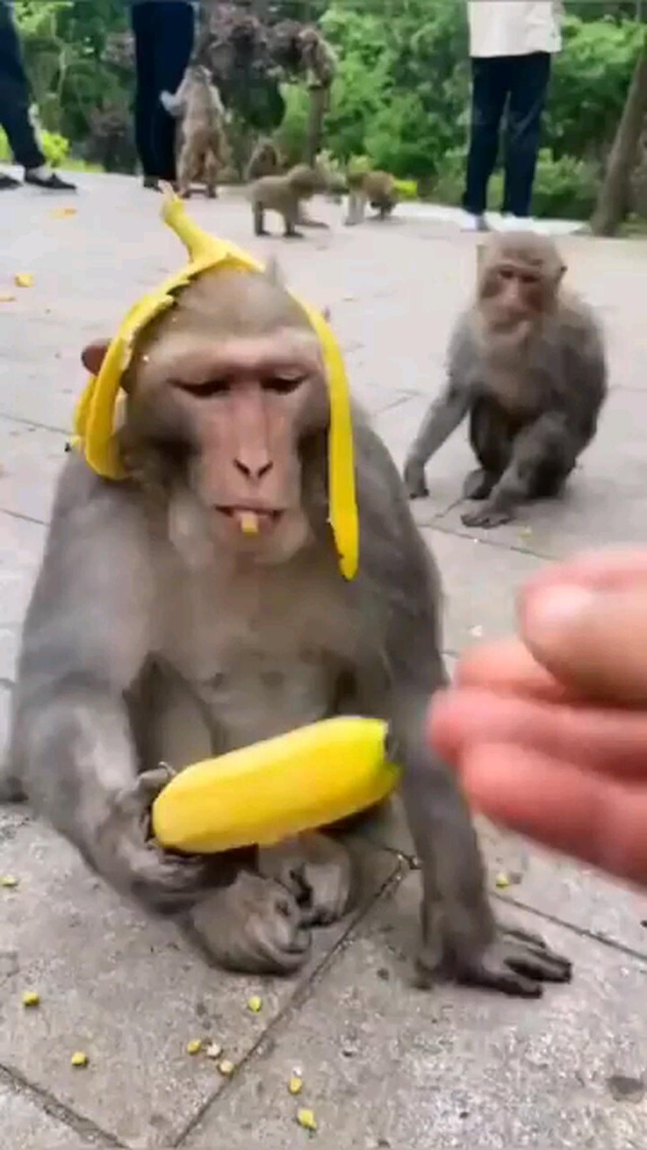 funny monkey 😂🤣