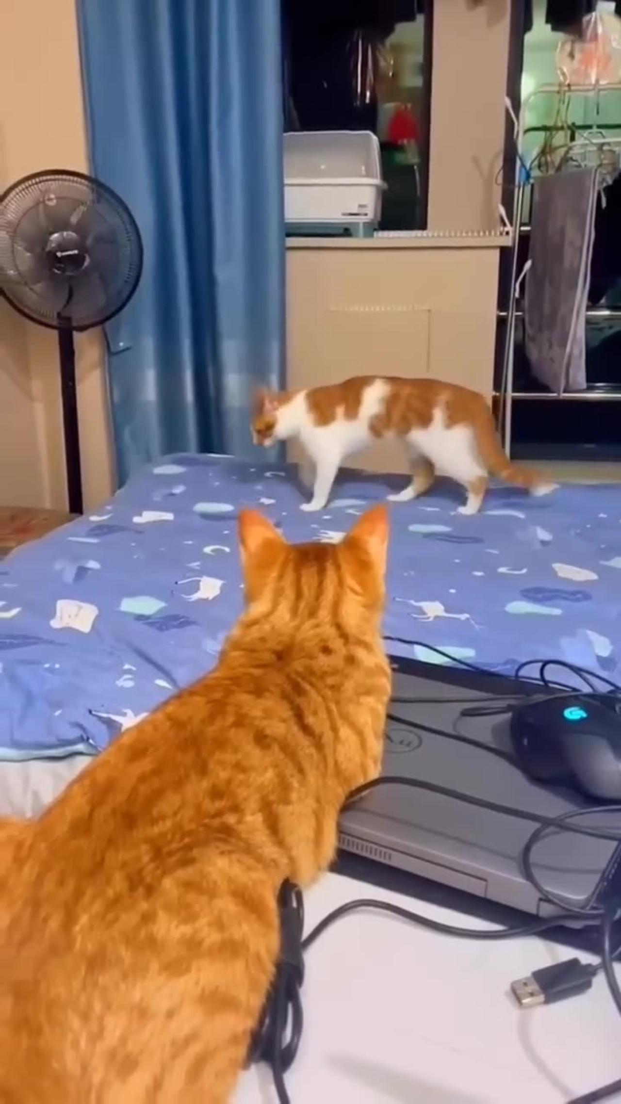 Cat videos viral