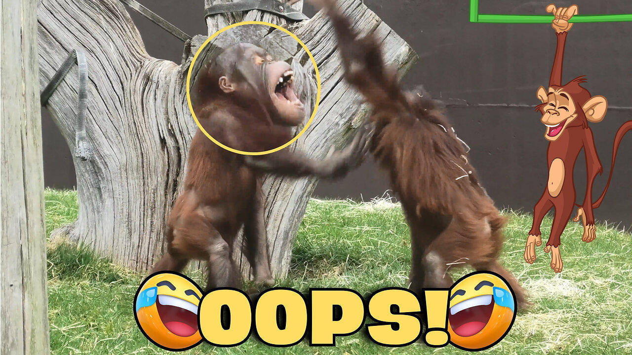Funny baby orangutans hilariously slap each other next to their mother