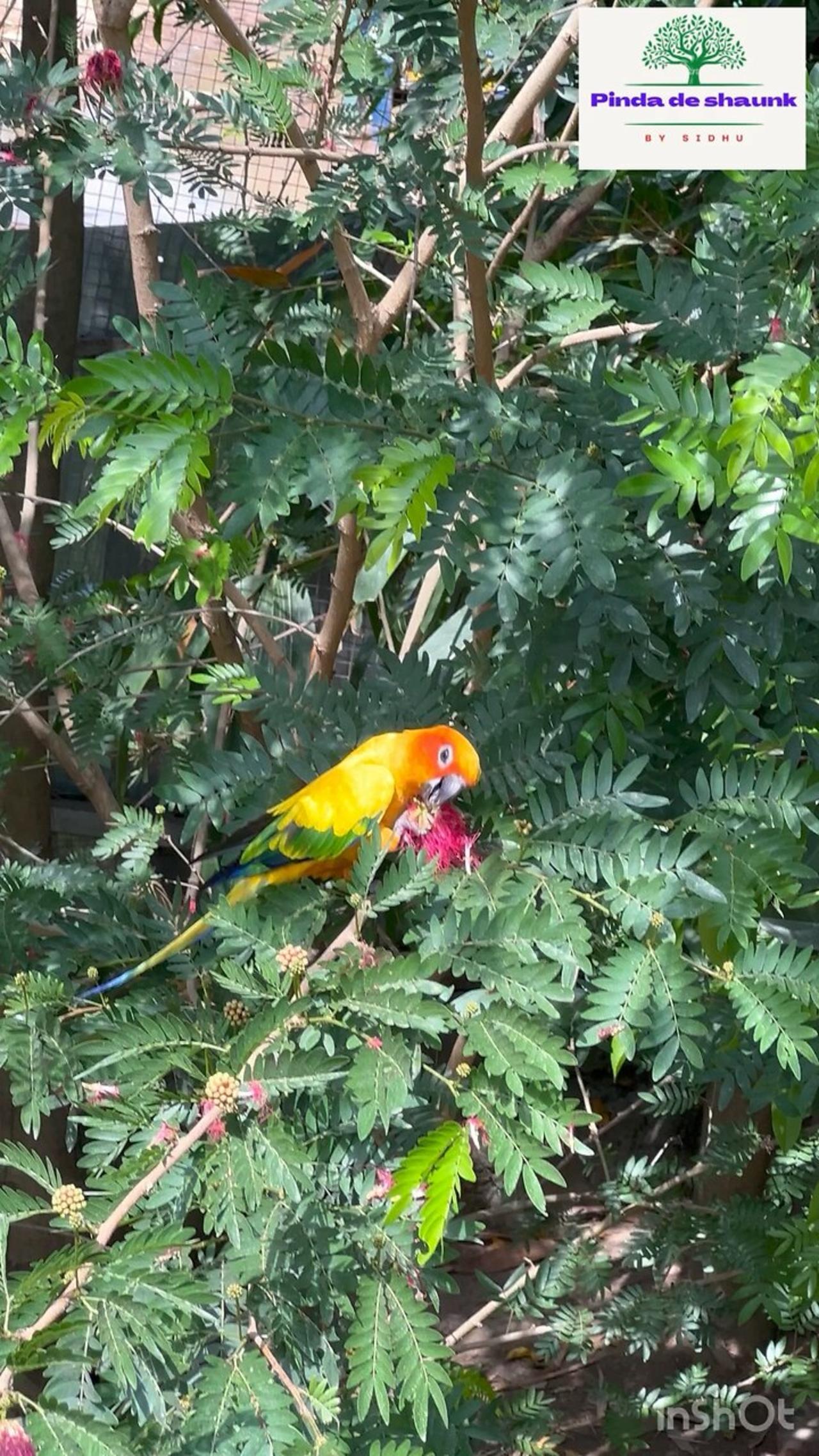 Beautiful Parrot