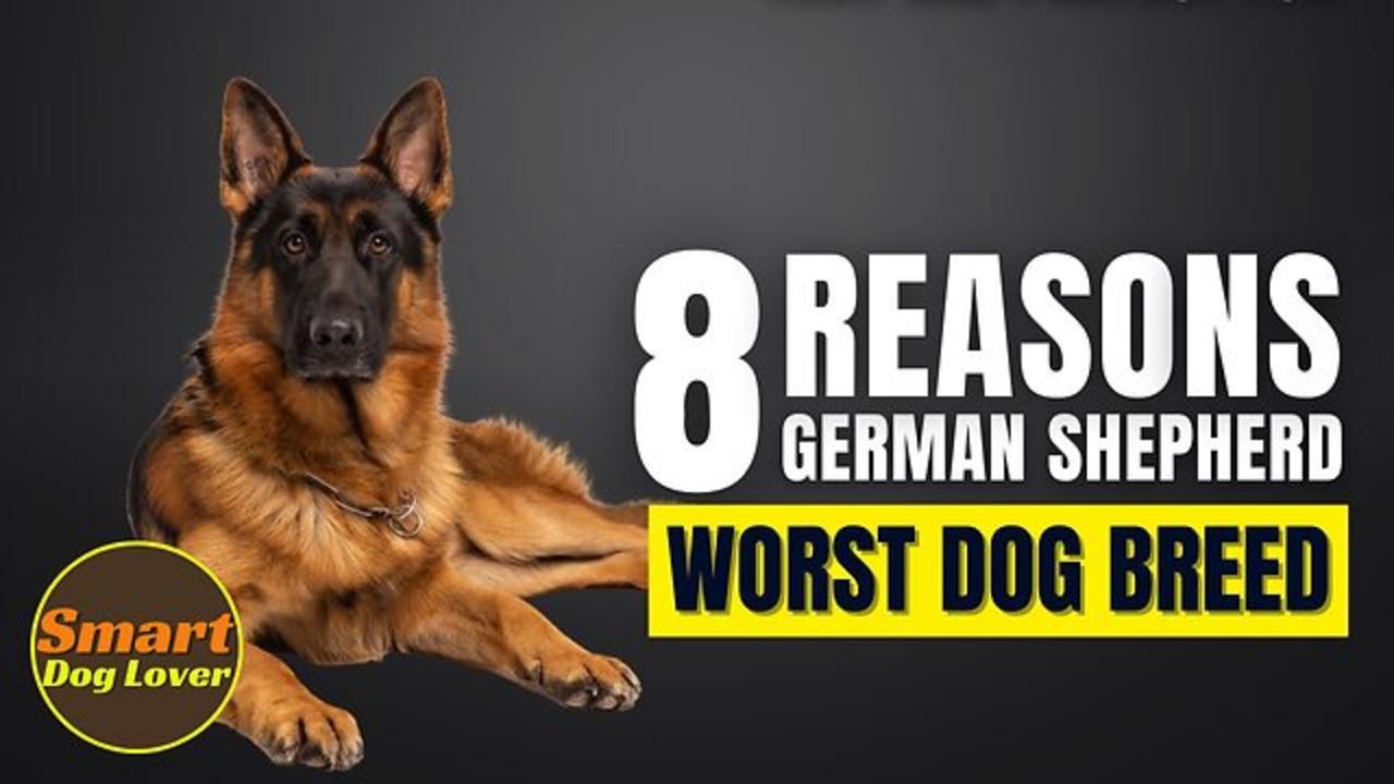 8 Reasons German Shepherd Might Just Be The Worst Dog Breed | Dog Training Tips