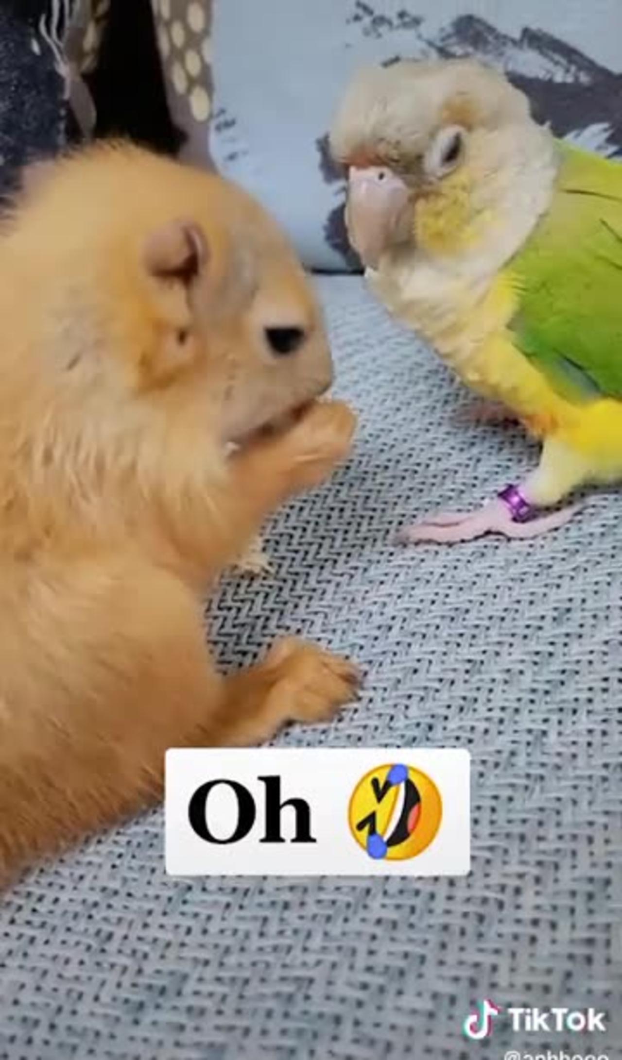 The best funny pet videos!