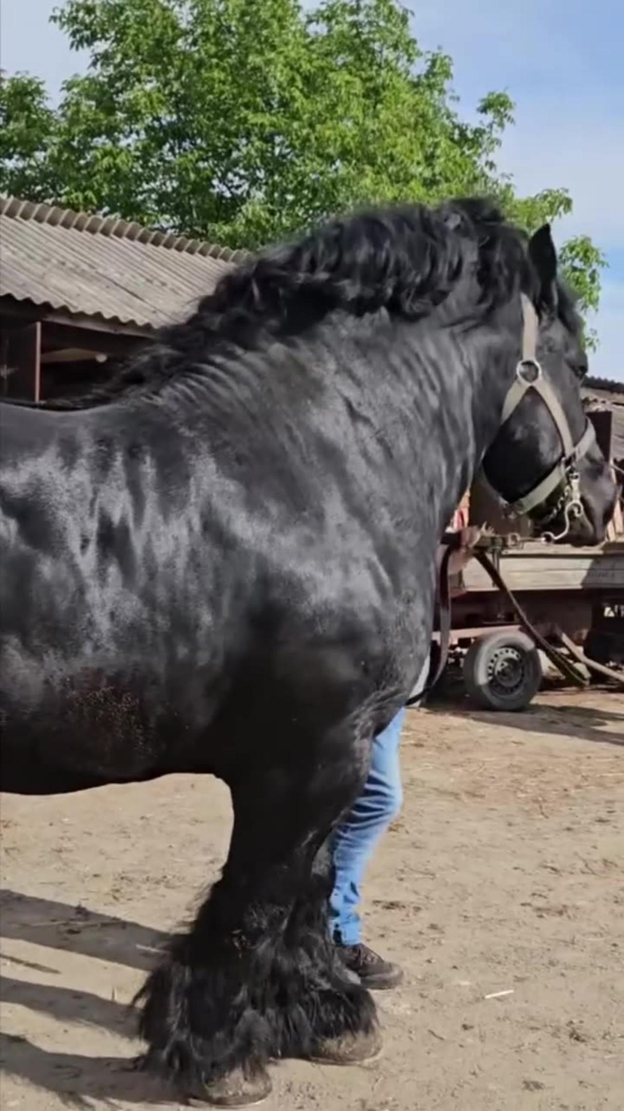 Horse