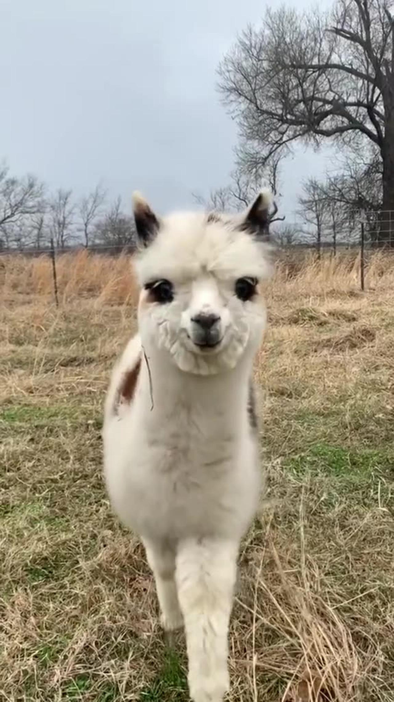 Cute baby cow❣️ Cute goat