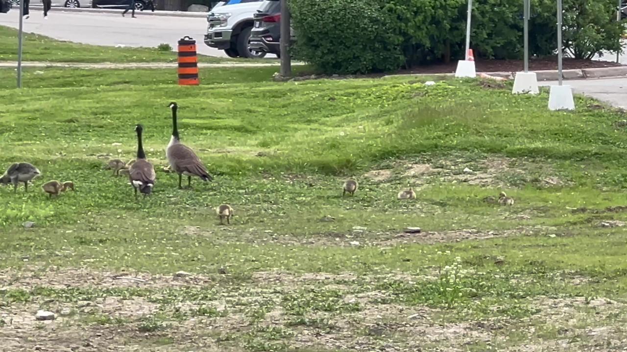 Goslings made it another day 🙏👍