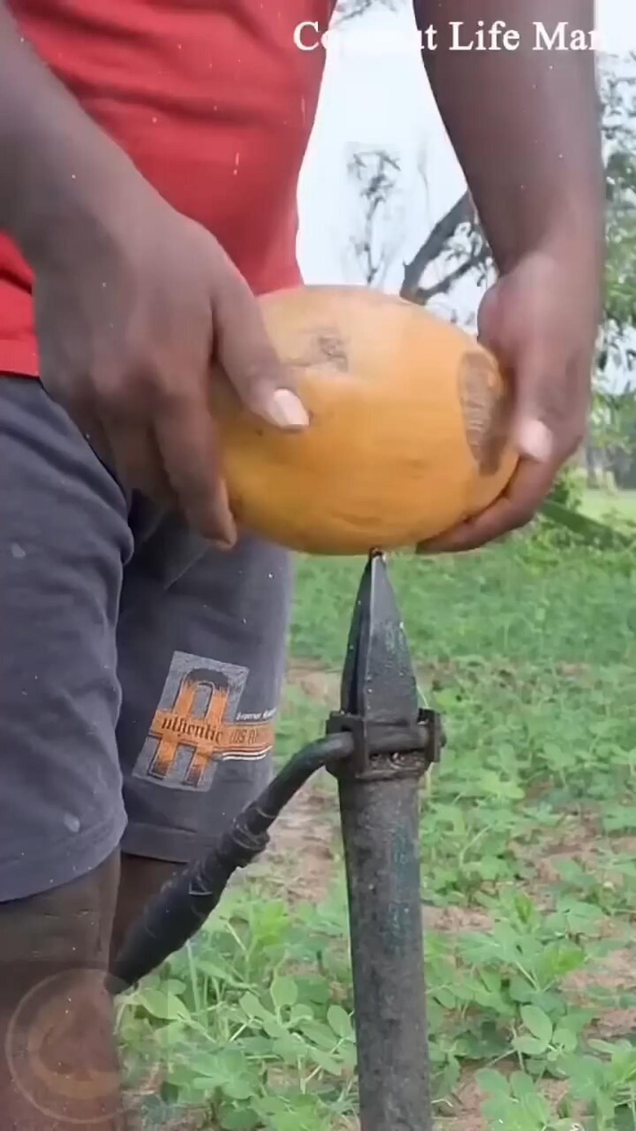can you Peel a coconut !?