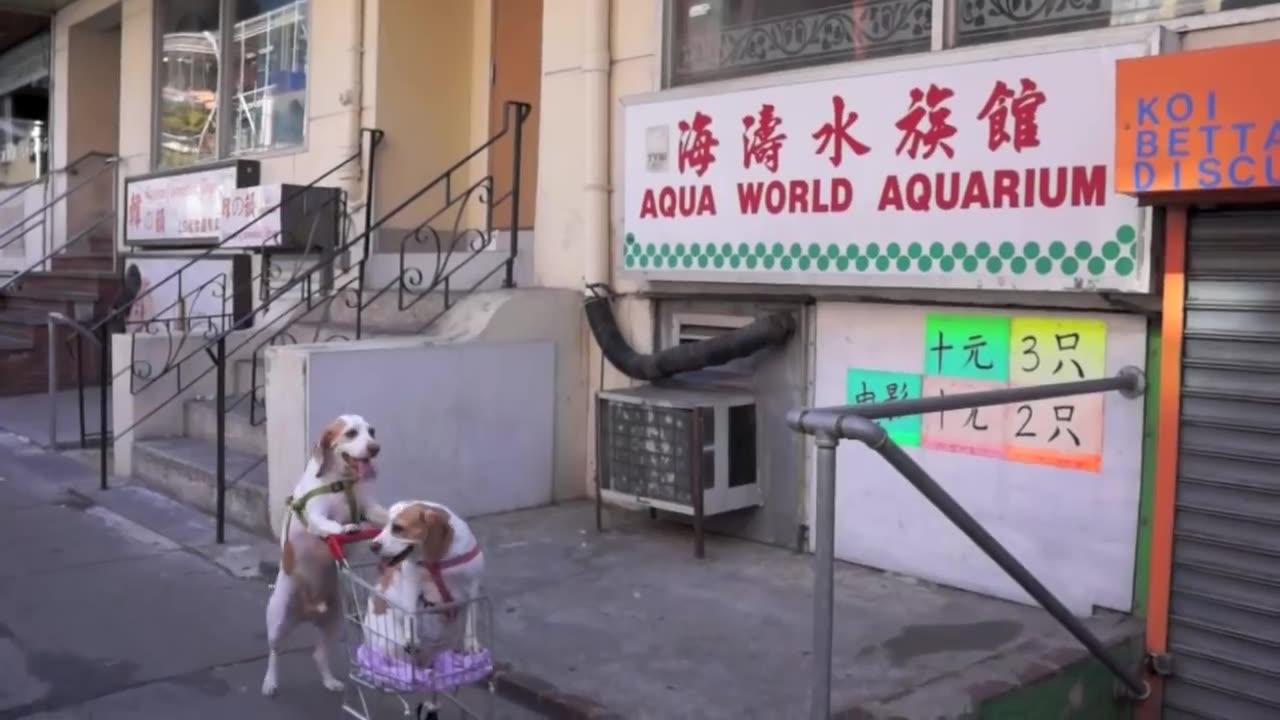 Dogs' Epic Shopping Cart Voyage: Funny Dogs Maymo & Penny