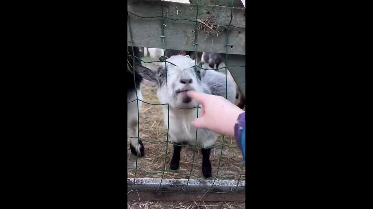 Baby Animals | Videos Compilation | Funny and Cute Moment