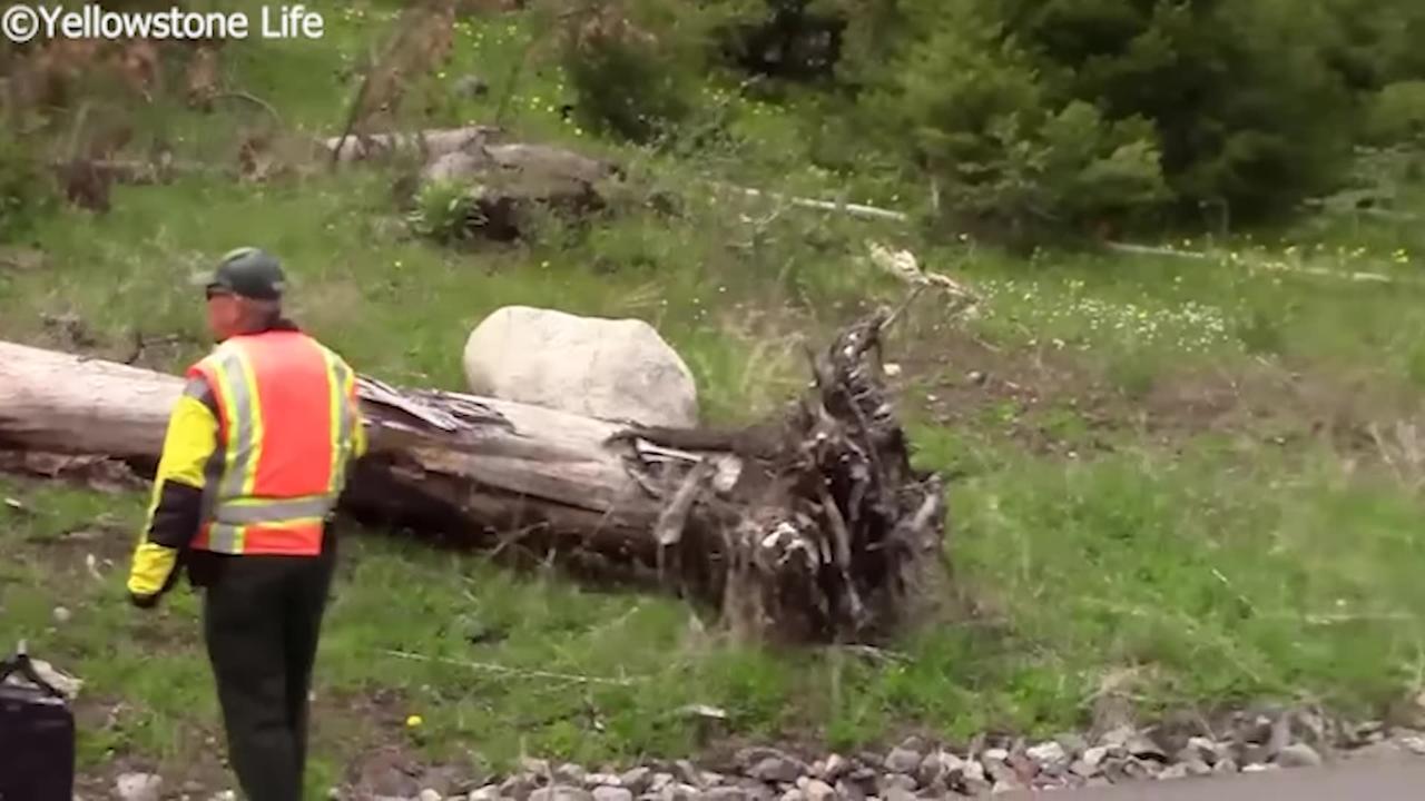 Man Tries Using Bear Spray on Grizzly (GONE WRONG)