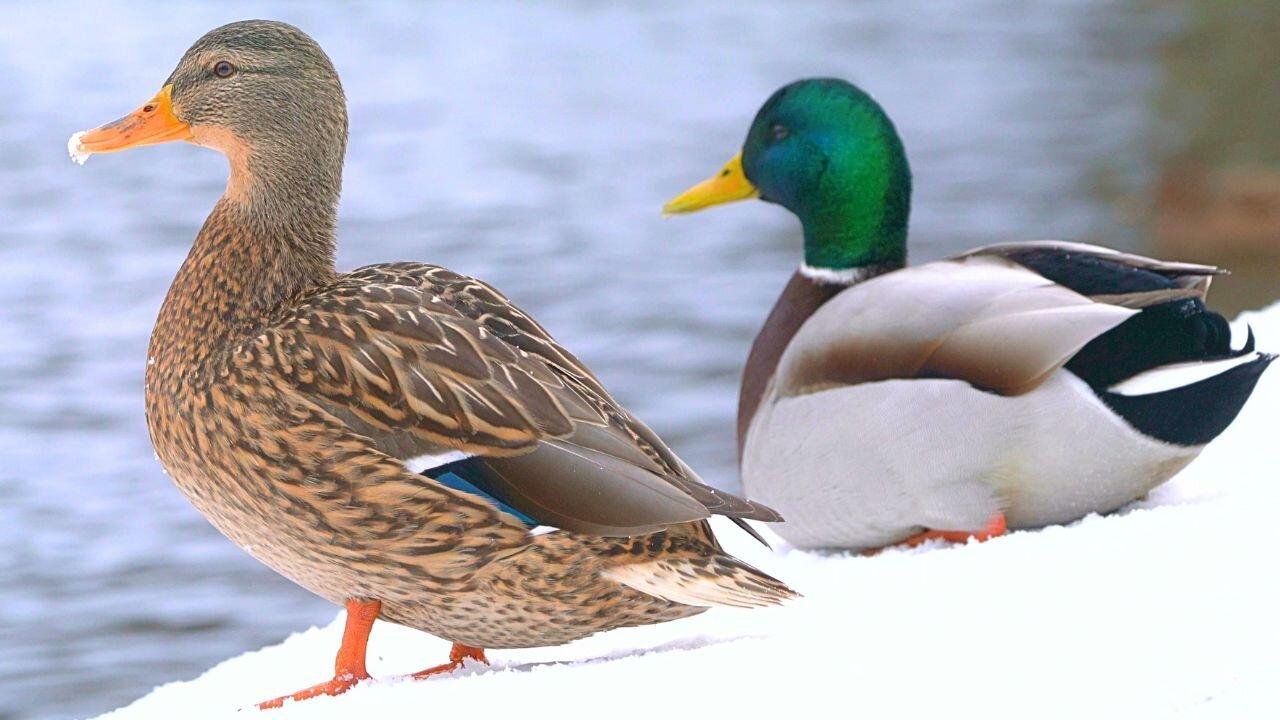 Arctic Mallard Duck Couple by the Pond - One News Page VIDEO