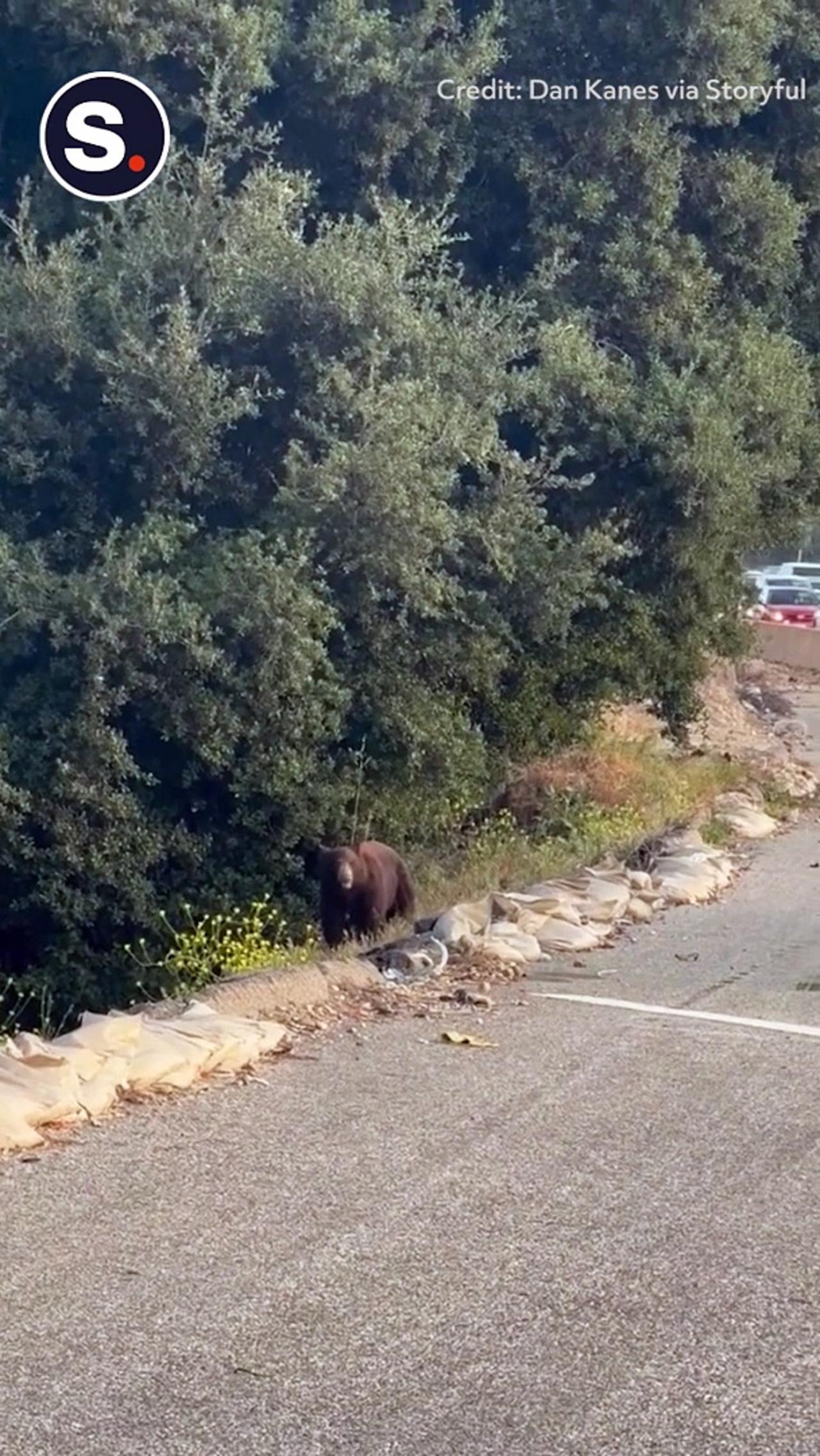 Bear Brings Traffic to a Halt on California Freeway