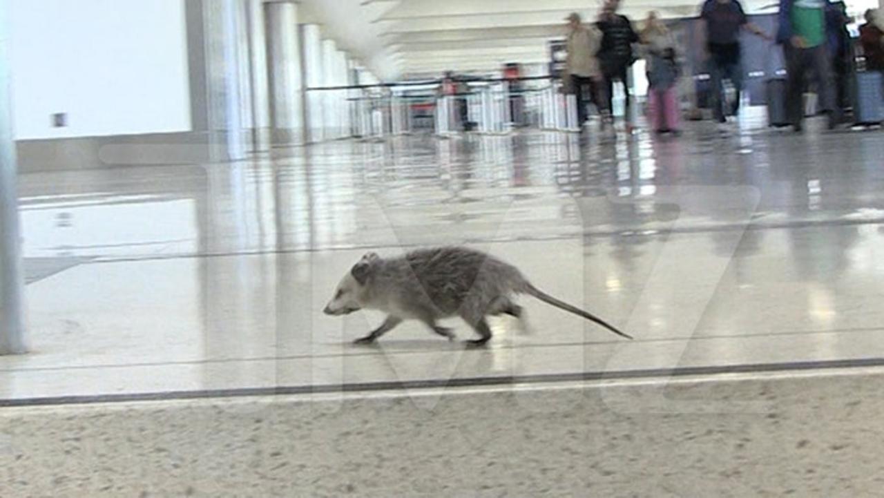 Baby Opossum Scurries Through LAX, Captured by Animal Control