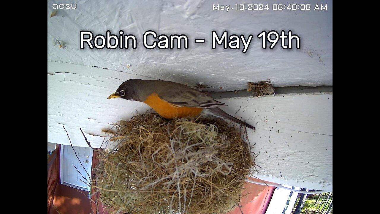 Robin Camera - May 19th - The Nest Building Continues