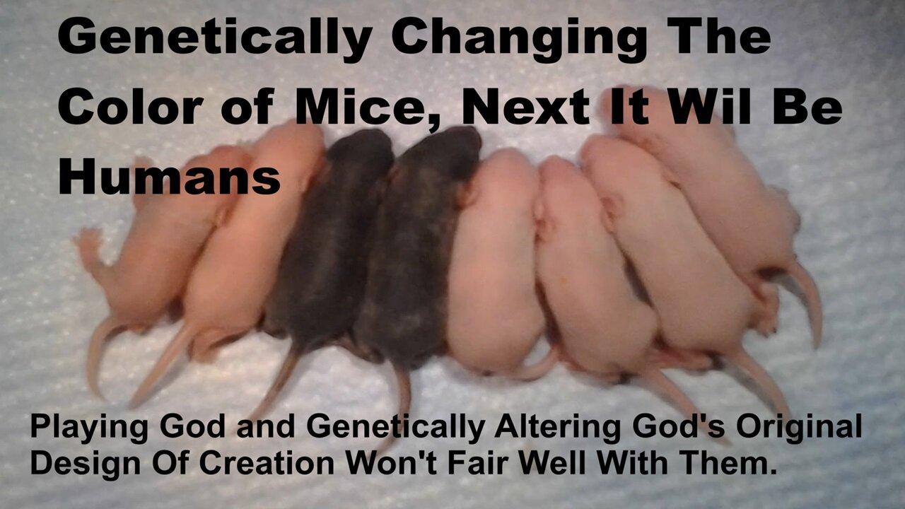 Genetically Changing The Color Of Mice, Next Target Will Be Humans