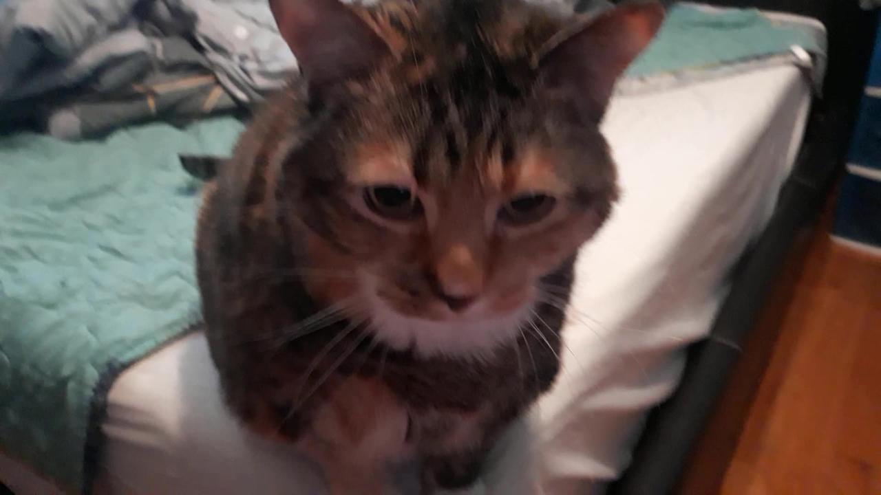 Cat Treat Fun