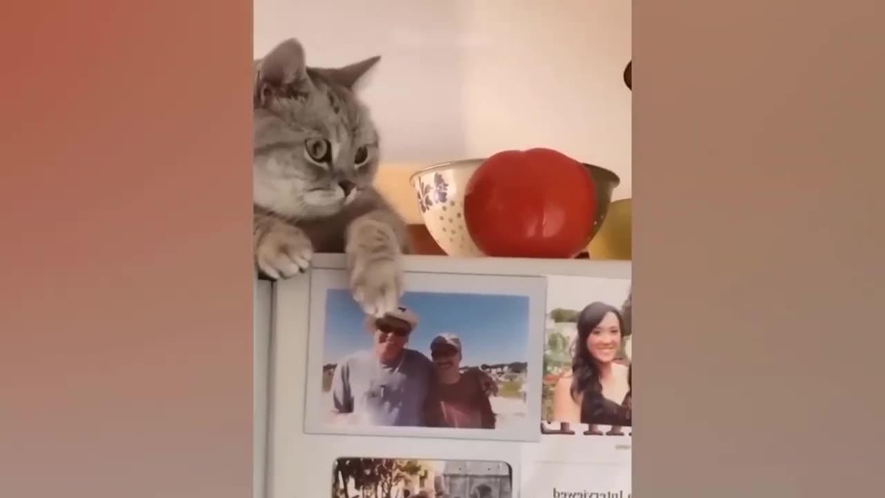 Funny dogs and cats video😂😂😂