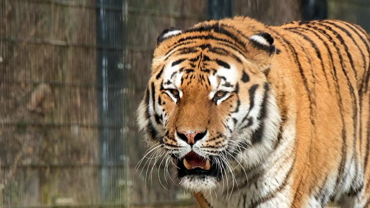 Tiger king walking