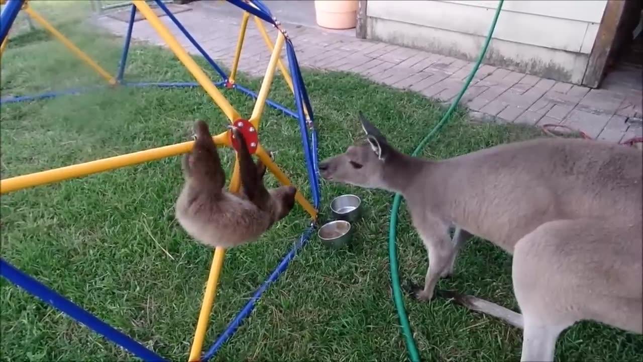 Funny Animals video