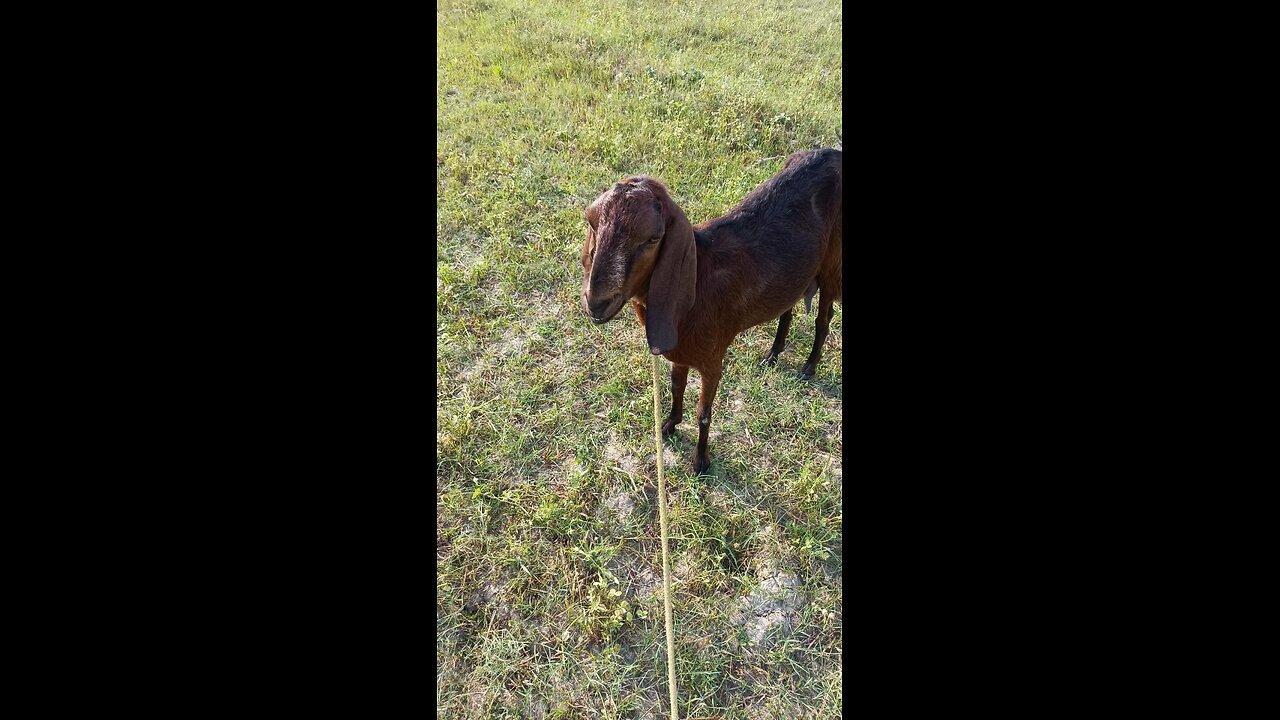 Goat with animal funny video