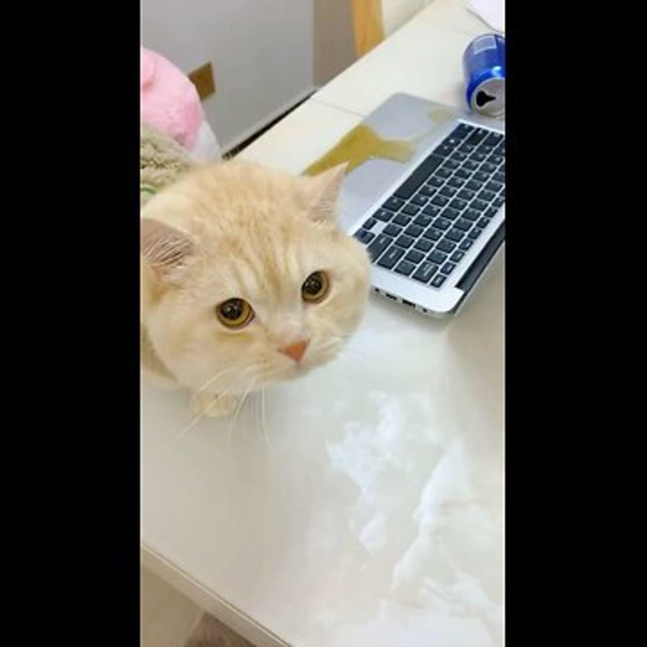 Cute Cat Videos Super Funny 2024 #shorts Tiktok china Compilation #Cat #Meow
