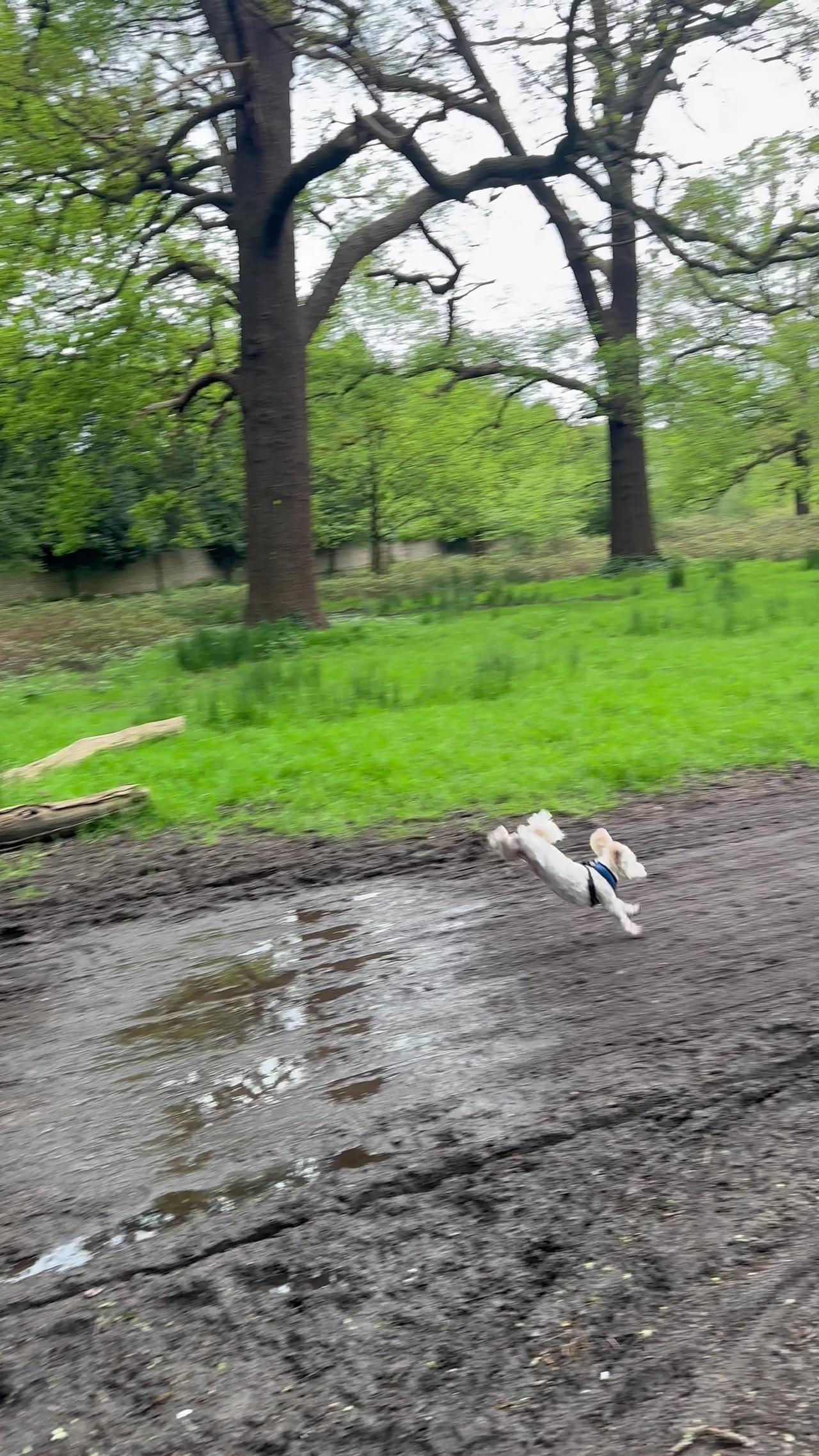 Little Dog Leaps Over Mud Puddle