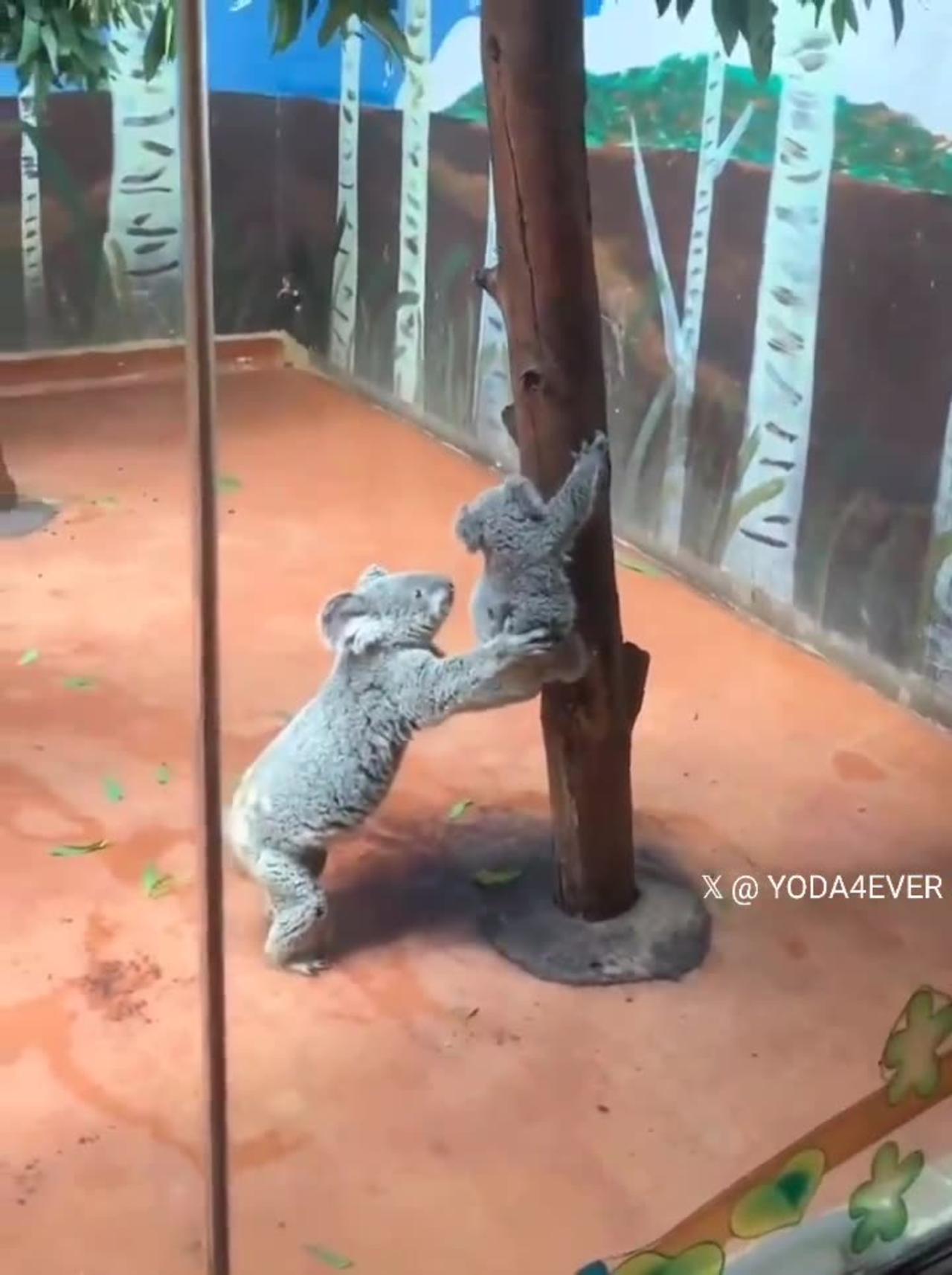 Mama koala helps her baby climb down  a tree..🐨🌳😍