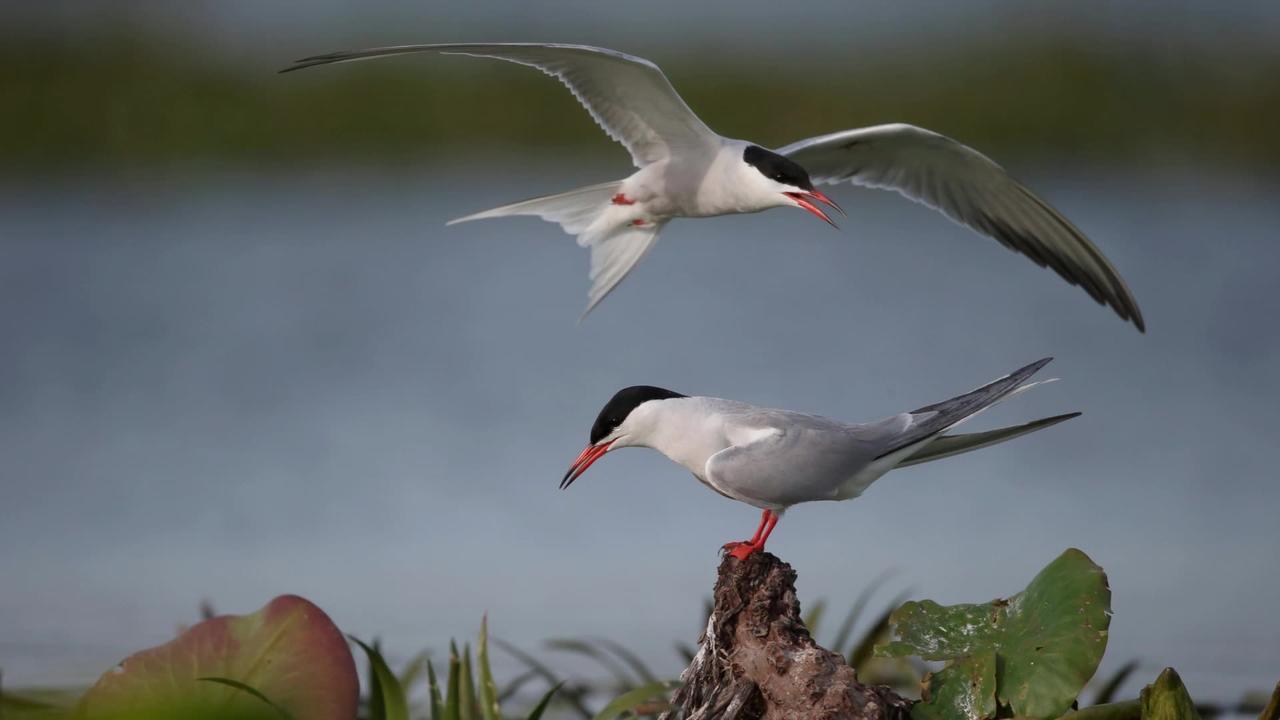 The Common Tern: Close Up HD Footage (Sterna hirundo)