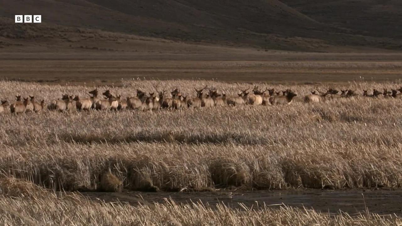 Bighorn Sheep Battle For Mating Rights  Yellowstone  BBC Earth