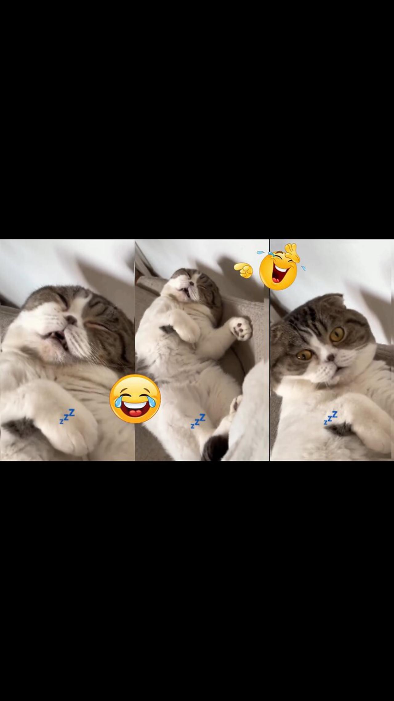 Cat Funny sleeping video