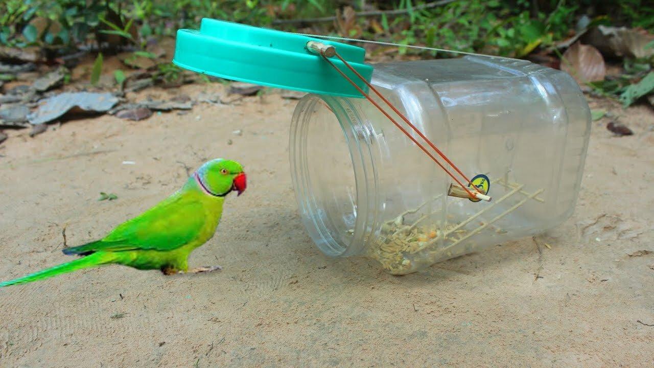 Creative DIY Bird Trap - Unique Bird Trap Using Plastic Bottle