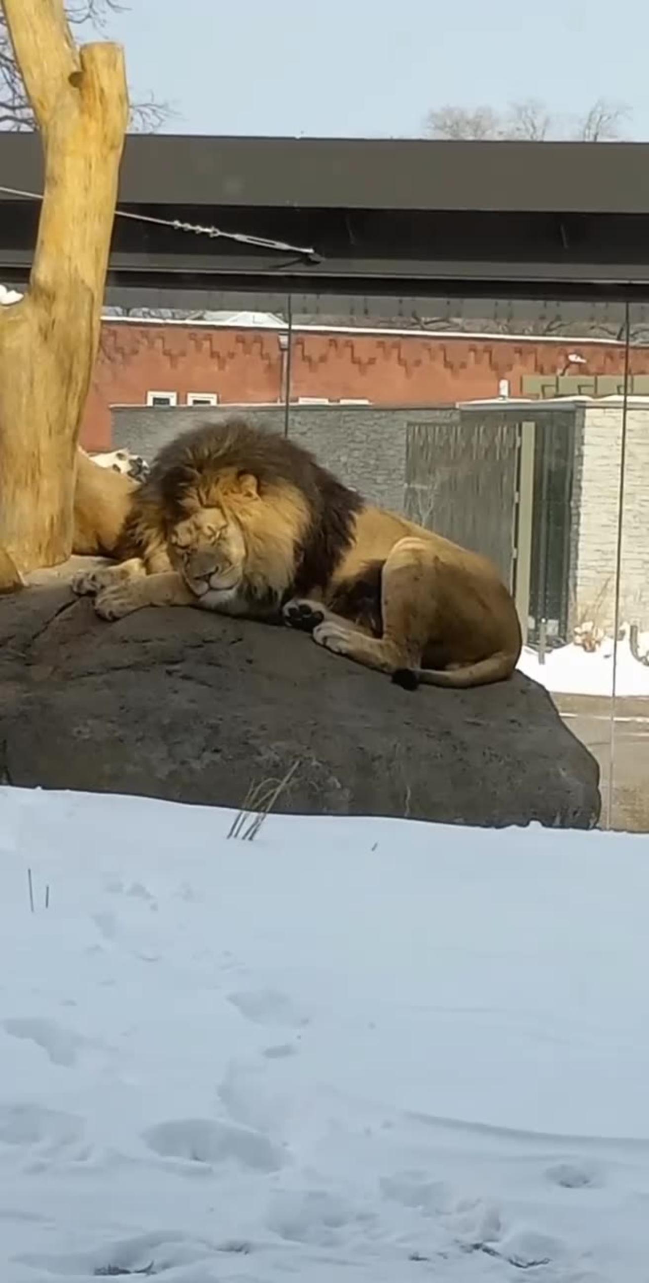 Little cute lion caught sleeping in the zoo🦁🧶