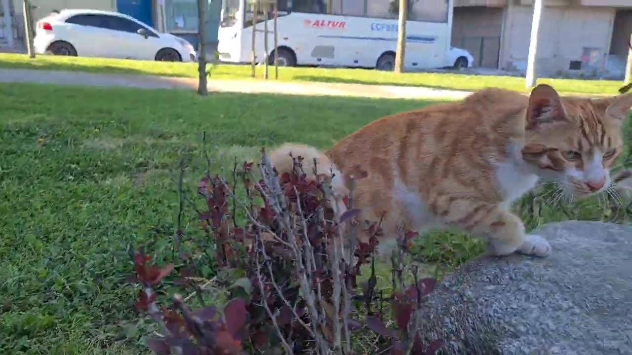 Orange street cat with a different tail structure